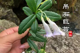 吊石苣苔人称千锤打，是珍贵少见的草药，深山石壁或古树上才可见