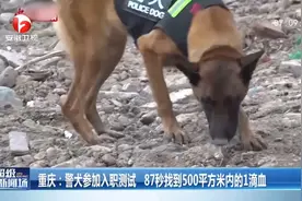 太强了！警犬参加入职测试，87秒找到500平方米内的1滴血视频封面