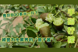 卖800元一斤的手指柠檬实际价格是多少？湖北苗农揭秘，差价真大视频封面