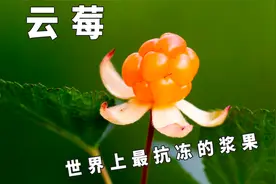 零下40度还能活！世界上最抗冻最贵的浆果：云莓视频封面