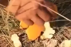 稻花：橙子皮有妙用，对果农来说是稀奇事，男子便将这事广而告之视频封面