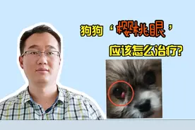 狗狗第三眼睑增生，常用的2种手术方法，都有哪些优点和缺点视频封面