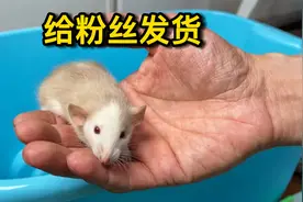 暹罗色的花枝鼠宝宝长大了，给粉丝发货全过程，小鼠子太可爱了