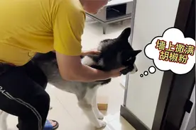狗狗总是往墙上撒尿，主人把墙上撒满胡椒粉，结果却把狗狗熏哭了