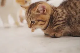 小猫对冻干的反应，又是破产吃土的一天！视频封面