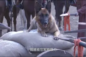 封神榜：狗狗偷吃军粮，杨戬把它收服，赐名哮天犬！