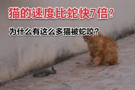 猫的速度比蛇快7倍?那为什么每年有这么多猫被蛇咬?视频封面