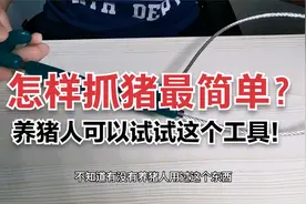 怎样抓猪最简单？养猪人应该试试这个工具！视频封面