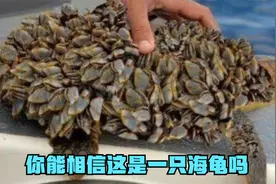 小海龟后壳肚皮长满藤壶，多得根本数不清，帮海龟彻底清理干净视频封面