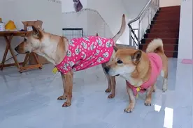 这狗狗竟然能听懂粤语国语，和主人交流无障碍，要成精了？视频封面