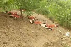 “帐篷是给灾民用的”漾濞县救援官兵连夜搭帐篷却只愿趟草坪休息