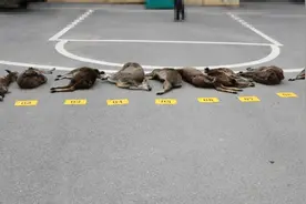 四川甘孜破获猎杀国家一级保护动物案 警方破门抓捕嫌犯视频曝光