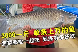 3000一斤单条上万的鱼，连鱼鳞都能一起吃，它为什么这么贵？视频封面