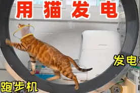 让家里的猫发电，煮饭、烧水、打游戏？