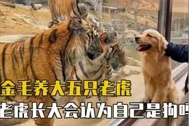 全网后台最硬的狗，养大五只老虎，老虎长大后会认为自己是狗吗视频封面
