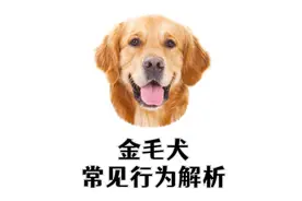 金毛常见行为解析，很多人不懂！