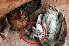 猫头鹰“斯文”捕猎小鸡仔，忍住别笑！母鸡直接一耳刮子上去视频封面