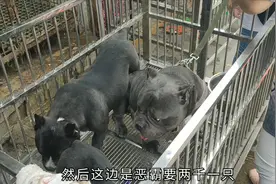 长相凶狠的恶霸犬，一言不合就会干仗，这暴脾气真不带惯的！视频封面