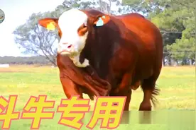 养牛赚钱优质牛重3000斤，布拉福德牛又大又壮，一身是肉斗牛专用视频封面
