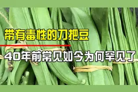 带有毒性的刀豆，曾是湖南人心中的香饽饽，如今为何却被遗忘了视频封面