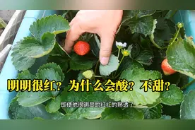 草莓为什么酸不甜？第一步就错了！给大家4个建议，果子甜又大视频封面