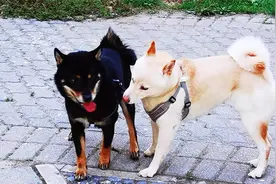 柴犬公大桃花，柴犬母一见钟情，他俩一路撒狗粮视频封面