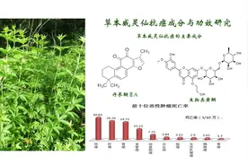 草本威灵仙抗癌成分与功效丹参酮生物黄酮类视频封面