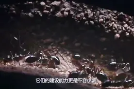 蚂蚁遇到洪水怎么办？抱团形成空气舱，难怪在地球存活了两亿年视频封面