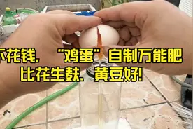 不用买花肥？“鸡蛋”制作养花“蛋白肥”，比花生麸好视频封面