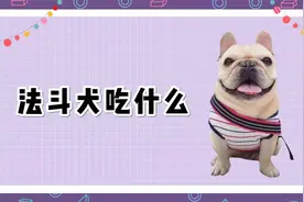 法斗犬吃什么？主人可以给它投喂这些食物视频封面