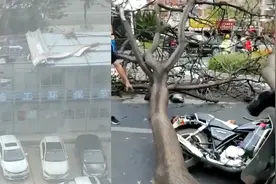 台风“圆规”升级最大风力13级 泉州大风刮倒大树路人被砸伤