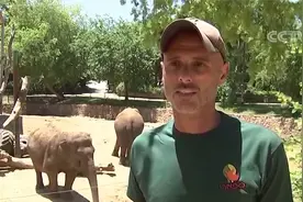 以色列 防空警报响起 母象围成一圈保护小象视频封面