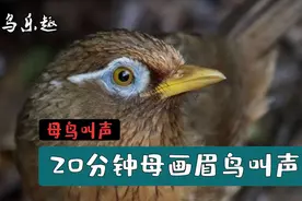 母画眉鸟叫声：母鸟大叫20分钟，上性沙哑，值得收藏视频封面