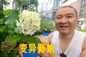 无尽夏绣球“新娘”变异！原本是单瓣品牌，3棵出现复瓣现象！