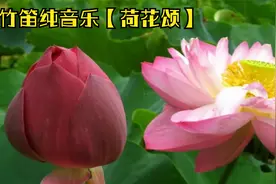 竹笛纯音乐【荷花颂】池中映日别样红，荷风莲韵味无穷...