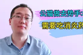 公猫做手术比较简单，所以不用吃消炎药，听听宠物医生怎么说视频封面