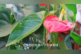花草叶子不够翠绿油亮？和两个因素有关系，处理好了绿得发亮！视频封面