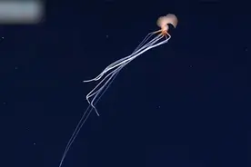 现场直击！科学家在2800米深海拍到罕见巨型生物 最大可长到6米多视频封面