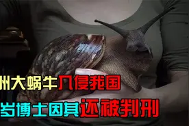 非洲大蜗牛入侵我国，仅摸一下就感染脑膜炎，这种蜗牛千万别碰视频封面
