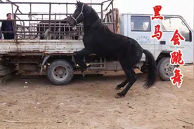 黑色改良马还会跳舞！一来市场就备受瞩目，不过马主要价有点高！