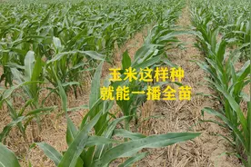 玉米播种时，注意这几点，就能一播全苗苗匀苗壮