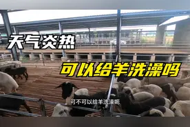 夏季高温可以给羊洗澡吗？药浴到底有必要吗？给羊洗澡有什么好处