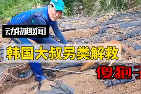 傻狍子被网缠住无法挣脱，韩国大叔好心施救，结果却让人哭笑不得视频封面