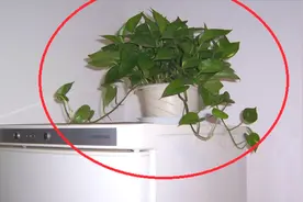 冰箱上放绿植的要注意，赶紧回家挪走，别不听劝，等出事就晚了！视频封面