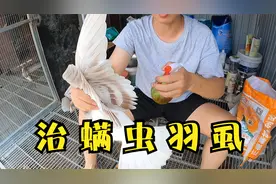 一泡一喷治疗鸽子螨虫羽虱，简单方便还安全，实操演示，建议收藏视频封面