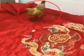 母鸡在新婚夫妇婚床上下蛋，新娘：热乎乎！家里人说吉利视频封面