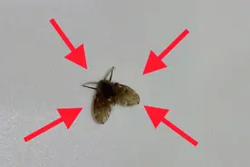 家里卫生间出现小飞虫，教你一招，简单消灭，再也不会出现小飞虫
