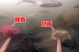 夏季钓鱼，饵料是用腥香的好？还是奶香的好？水下摄像机带你揭秘视频封面