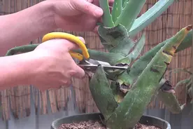 给芦荟来个“砍头”，做妥2件事，扦插成活不是问题视频封面