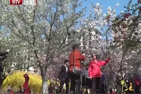 北京城春季最好的赏花去处，9种樱花随便看，还不要门票视频封面
